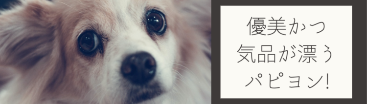 蝶の羽のような耳のパピヨン！